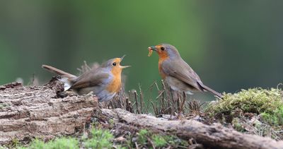 Roodborst (European Robin)