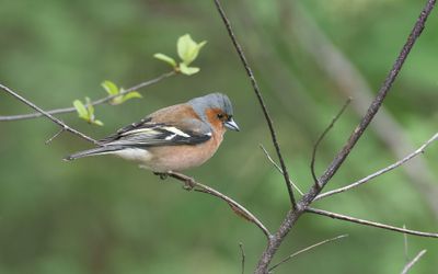 Vink (Common Chaffinch)