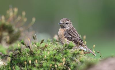 Roodborsttapuit (European Stonechat)