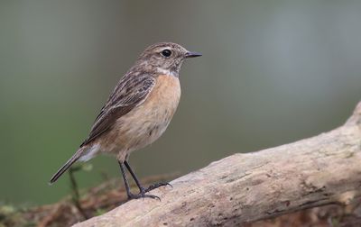 Roodborsttapuit (European Stonechat)