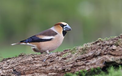 Appelvink (Hawfinch)