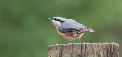 Boomklever (Eurasian Nuthatch)