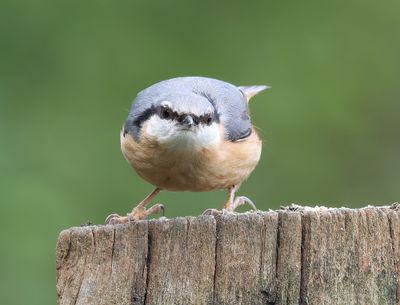 Boomklever (Eurasian Nuthatch)