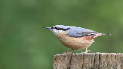 Boomklever (Eurasian Nuthatch)