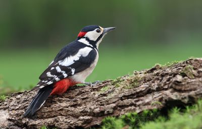 Grote Bonte Specht (Great Spotted Woodpecker)