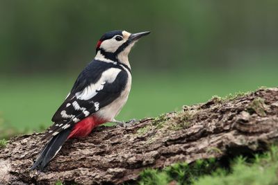 Grote Bonte Specht (Great Spotted Woodpecker)