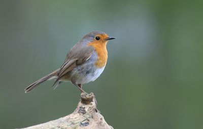 Roodborst (European Robin)