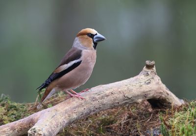 Appelvink (Hawfinch)