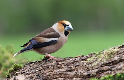 Appelvink (Hawfinch)