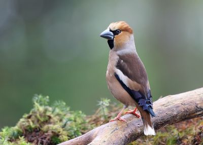 Appelvink (Hawfinch)