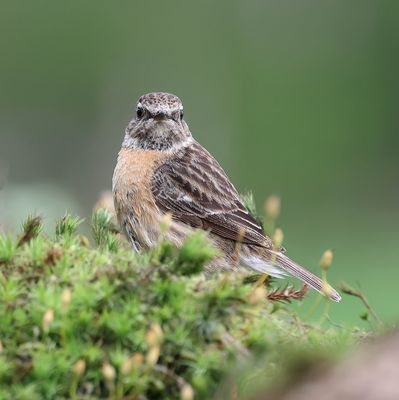 Roodborsttapuit (European Stonechat)