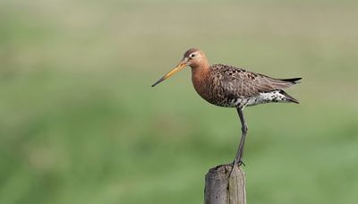 Grutto (Black-tailed Godwit)