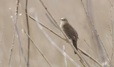 Snor (Savi's Warbler)