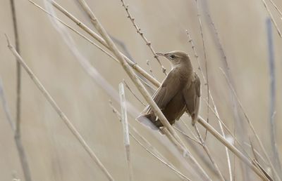 Snor (Savi's Warbler)