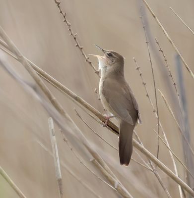 Snor (Savi's Warbler)