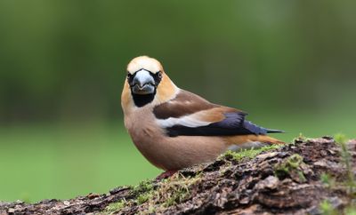 Appelvink (Hawfinch)