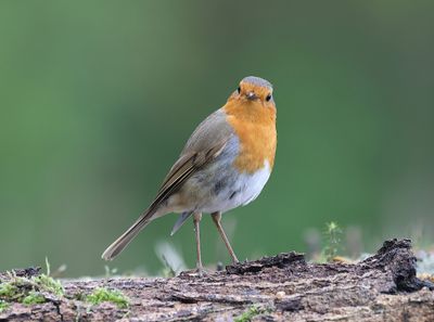 Roodborst (European Robin)