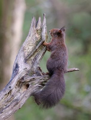 Eekhoorn (Red Squirrel)