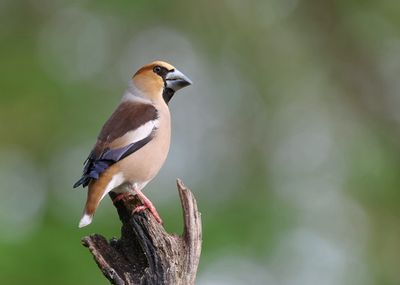 Appelvink (Hawfinch)