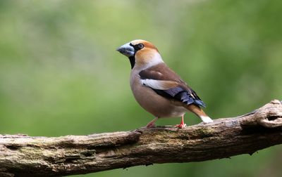 Appelvink (Hawfinch)
