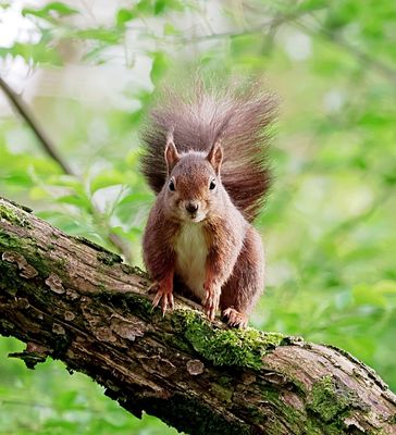 Eekhoorn (Red Squirrel)