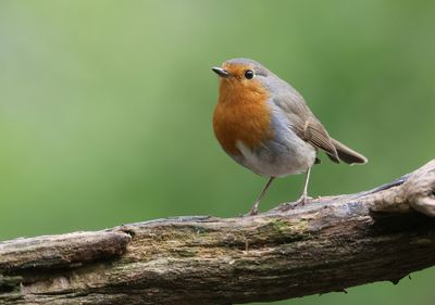 Roodborst (European Robin)