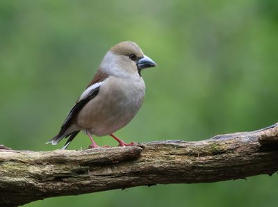 Appelvink (Hawfinch)