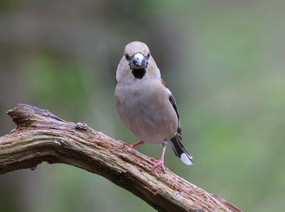 Appelvink (Hawfinch)