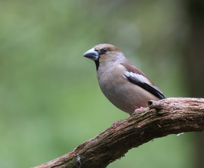 Appelvink (Hawfinch)