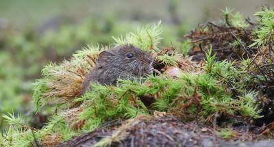 Rosse Woelmuis (Bank Vole)