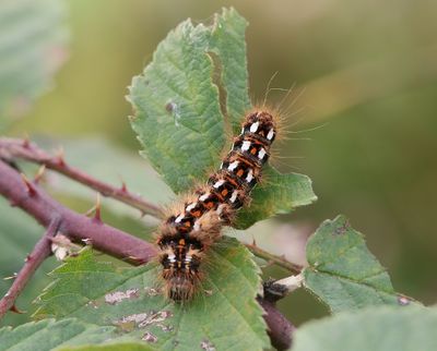 Zuringuil (Acronicta rumicis) - Knot grass moth