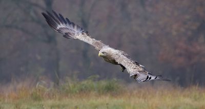 Zeearend (White-tailed Eagle)