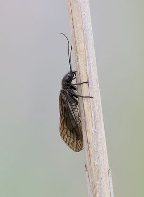 Elzen- of Slijkvlieg (Sialis lutaria) - Alderfly