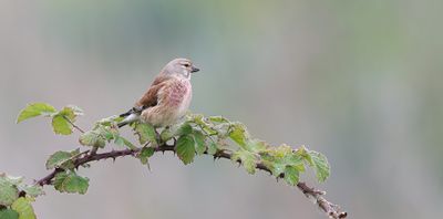 Kneu (Common Linnet)