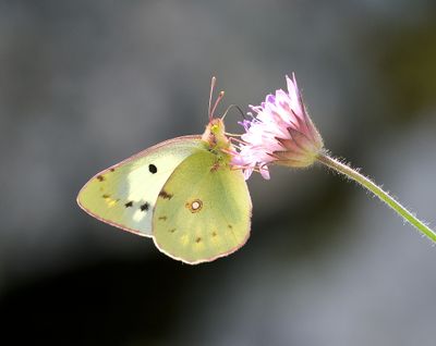 Oranje Luzernevlinder (Colias croceus) - Clouded Yellow