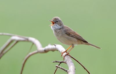 Grasmus (Common Whitethroat)