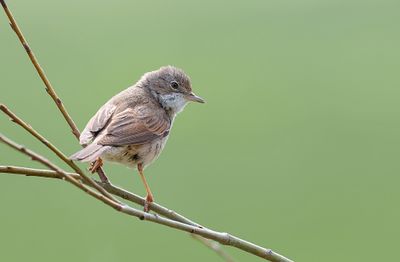 Grasmus (Common Whitethroat)
