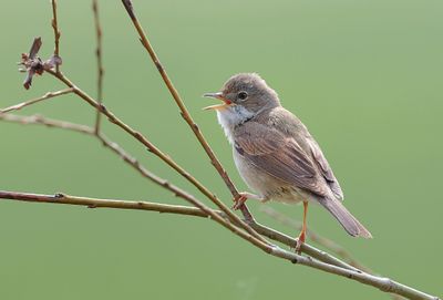 Grasmus (Common Whitethroat)