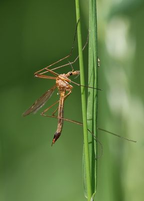 Oranje Maanmug (Tipula lunata)