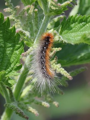 Grote Beervlinder of Grote Beer (Arctia caja) - Garden Tiger Moth