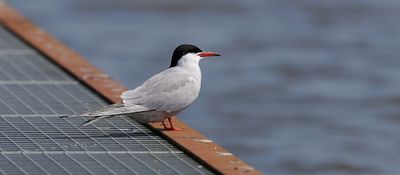 Visdief (Common Tern)