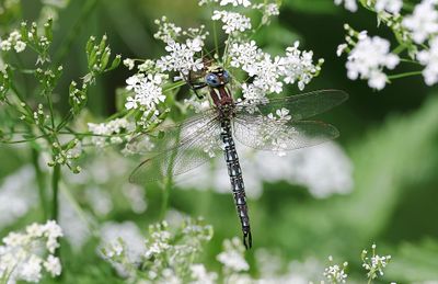 Glassnijder (Brachytron pratense) - Hairy Dragonfly