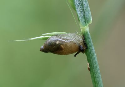 Slakken (Snails)