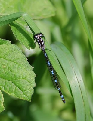 Variabele Waterjuffer (Coenagrion pulchellum) - Variable Damselfly