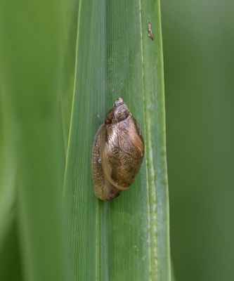 Barnsteenslak (Succinea putris)