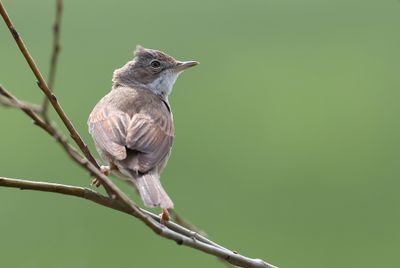 Grasmus (Common Whitethroat)