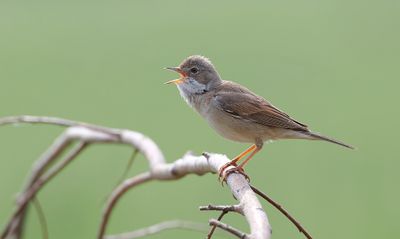 Grasmus (Common Whitethroat)