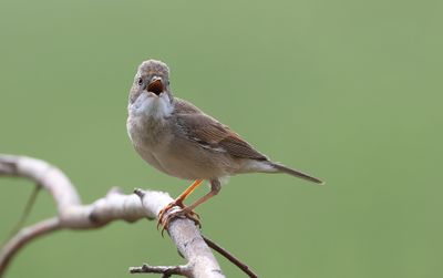Grasmus (Common Whitethroat)