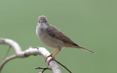 Grasmus (Common Whitethroat)
