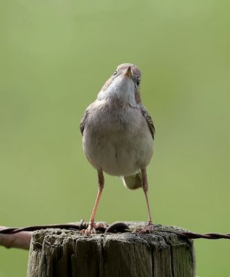 Grasmus (Common Whitethroat)